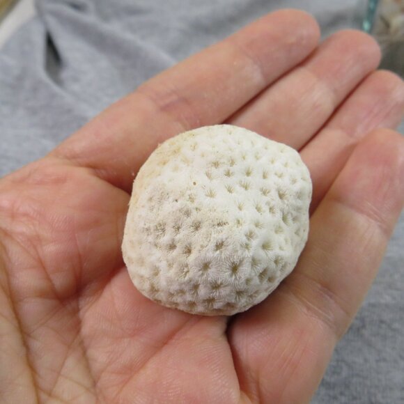 REAL Sea Shells in a Glass Square Vase and sand #5 - Picture 7 of 9